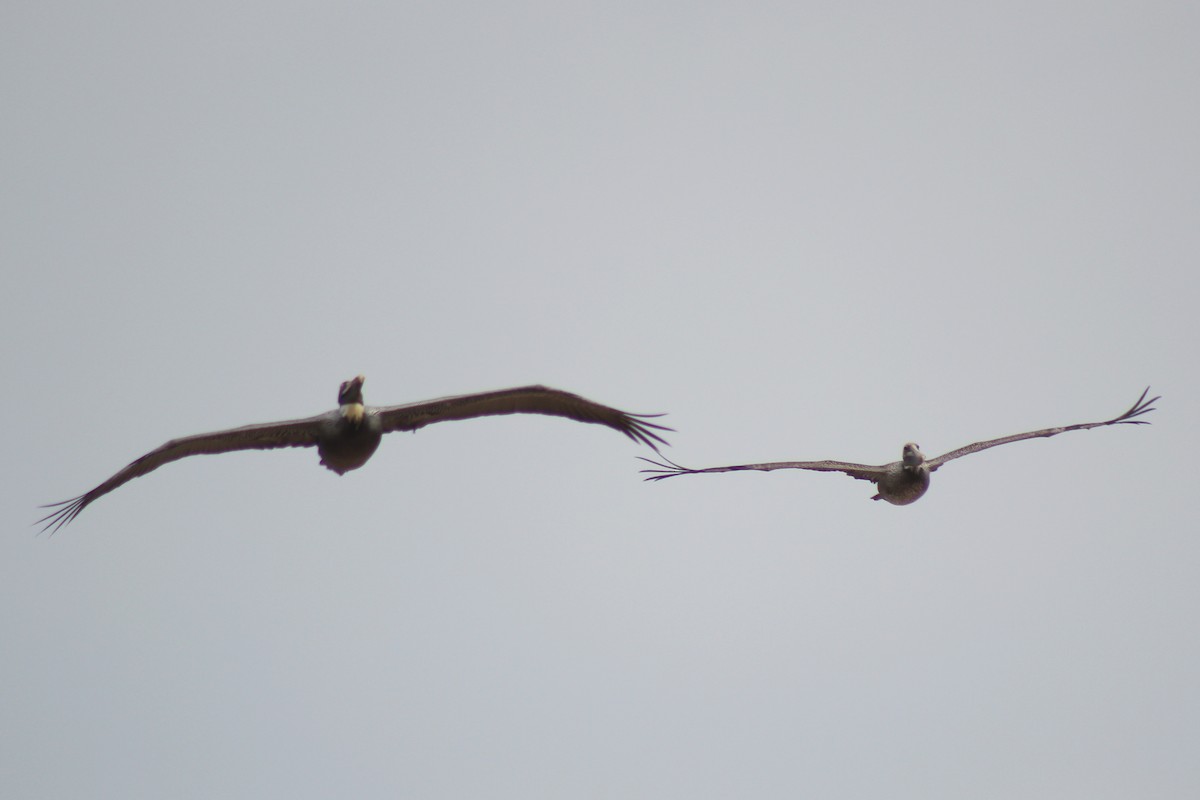 Brown Pelican - Sean Cowden