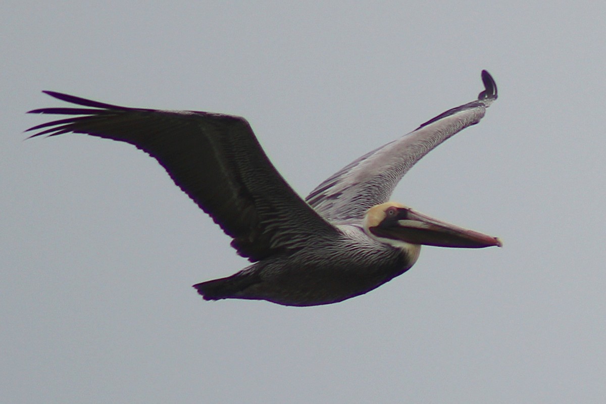 Brown Pelican - ML326901981