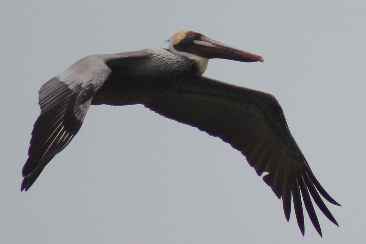 Brown Pelican - ML326902041