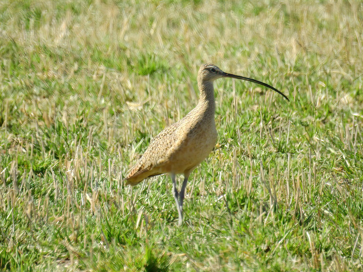 Long-billed Curlew - ML326902251