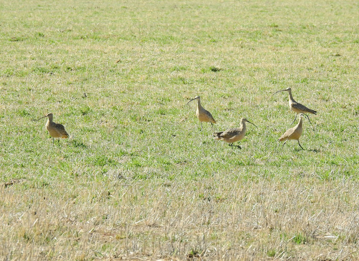 Long-billed Curlew - ML326902271