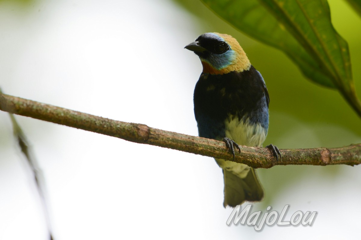 Golden-hooded Tanager - ML32690241