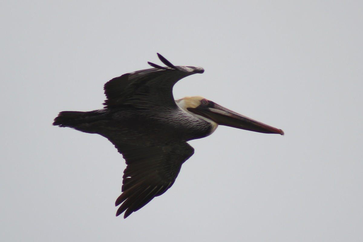 Brown Pelican - ML326902421