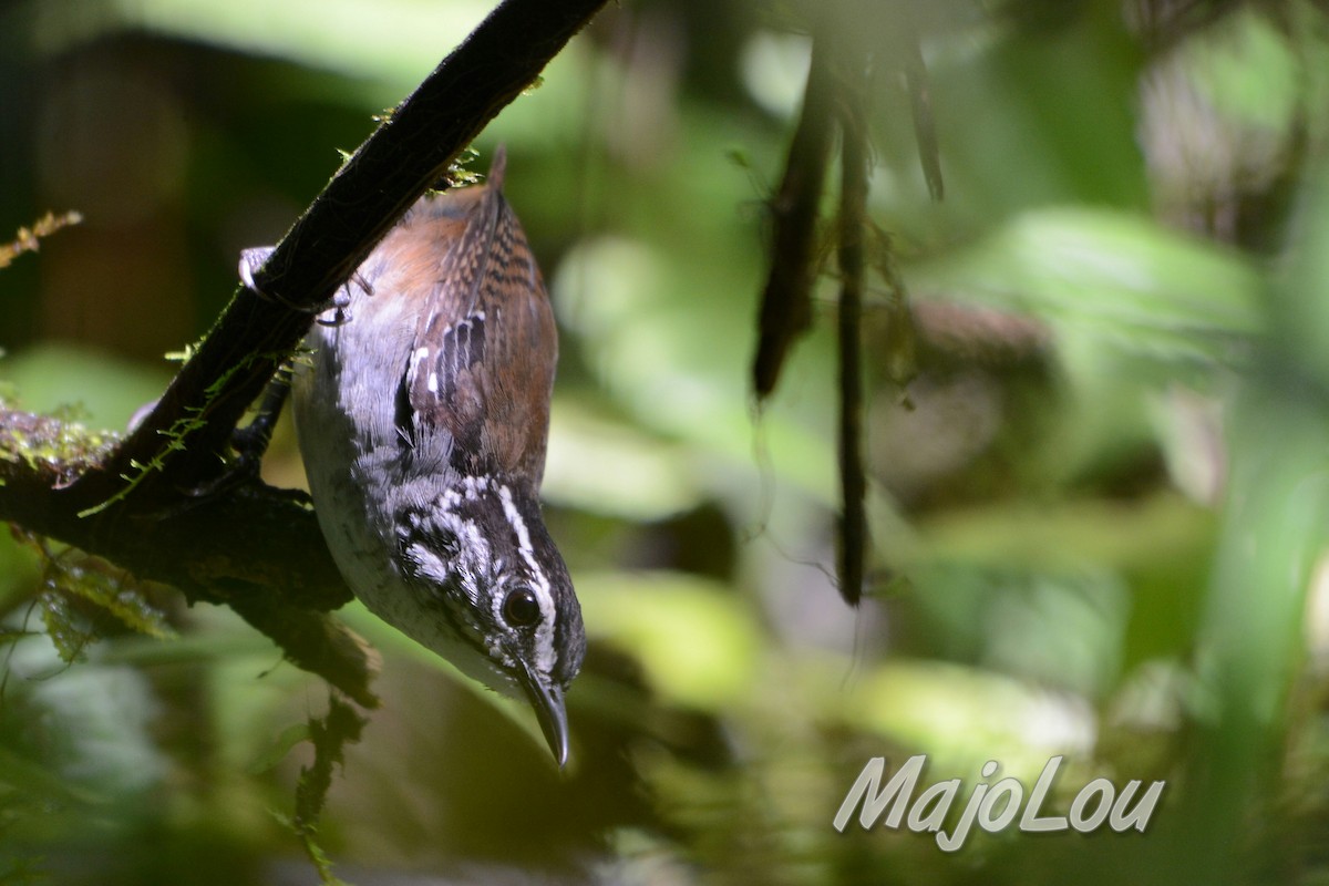 White-breasted Wood-Wren - ML32690251