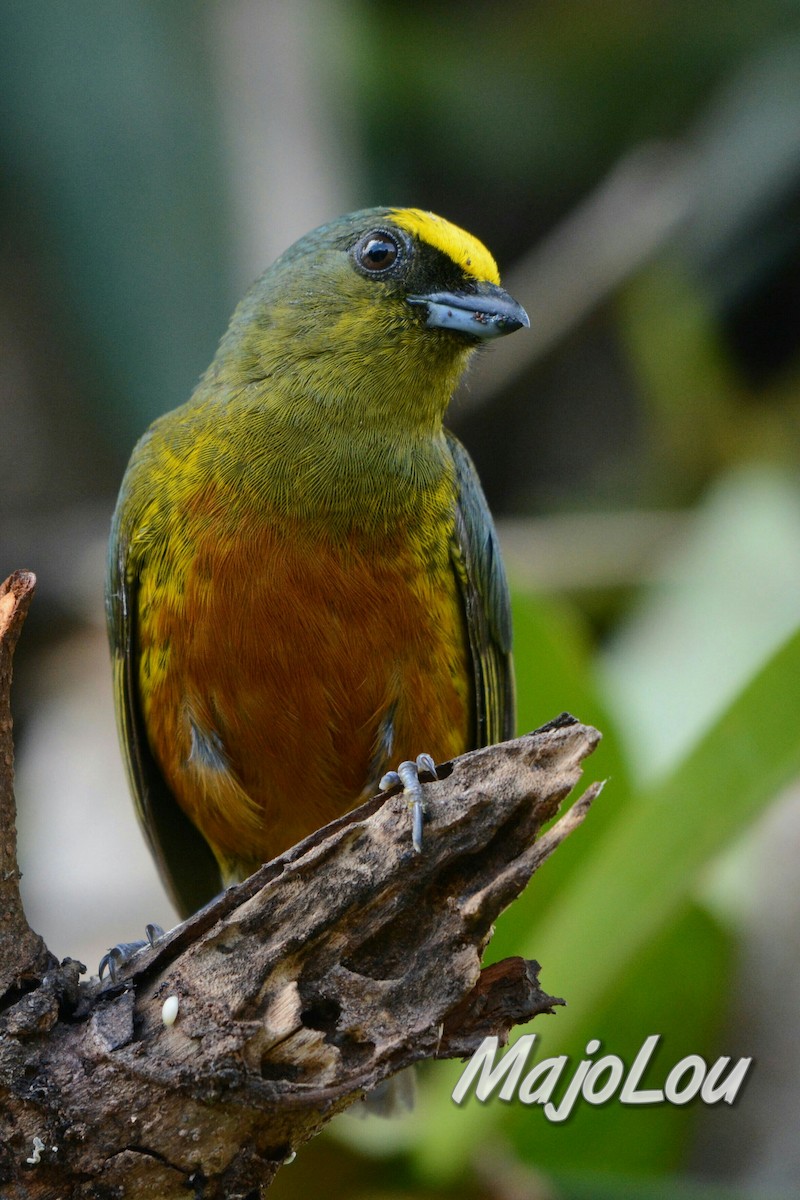 Olive-backed Euphonia - Maria Jose Lou