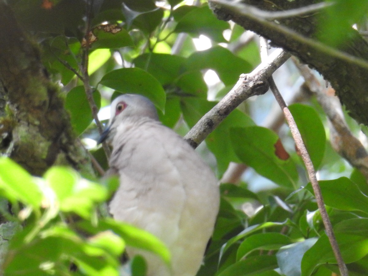 Caribbean Dove - ML326903481