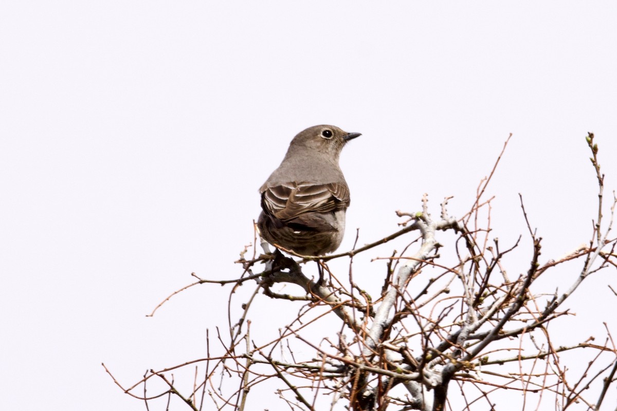 Townsend's Solitaire - ML326906581