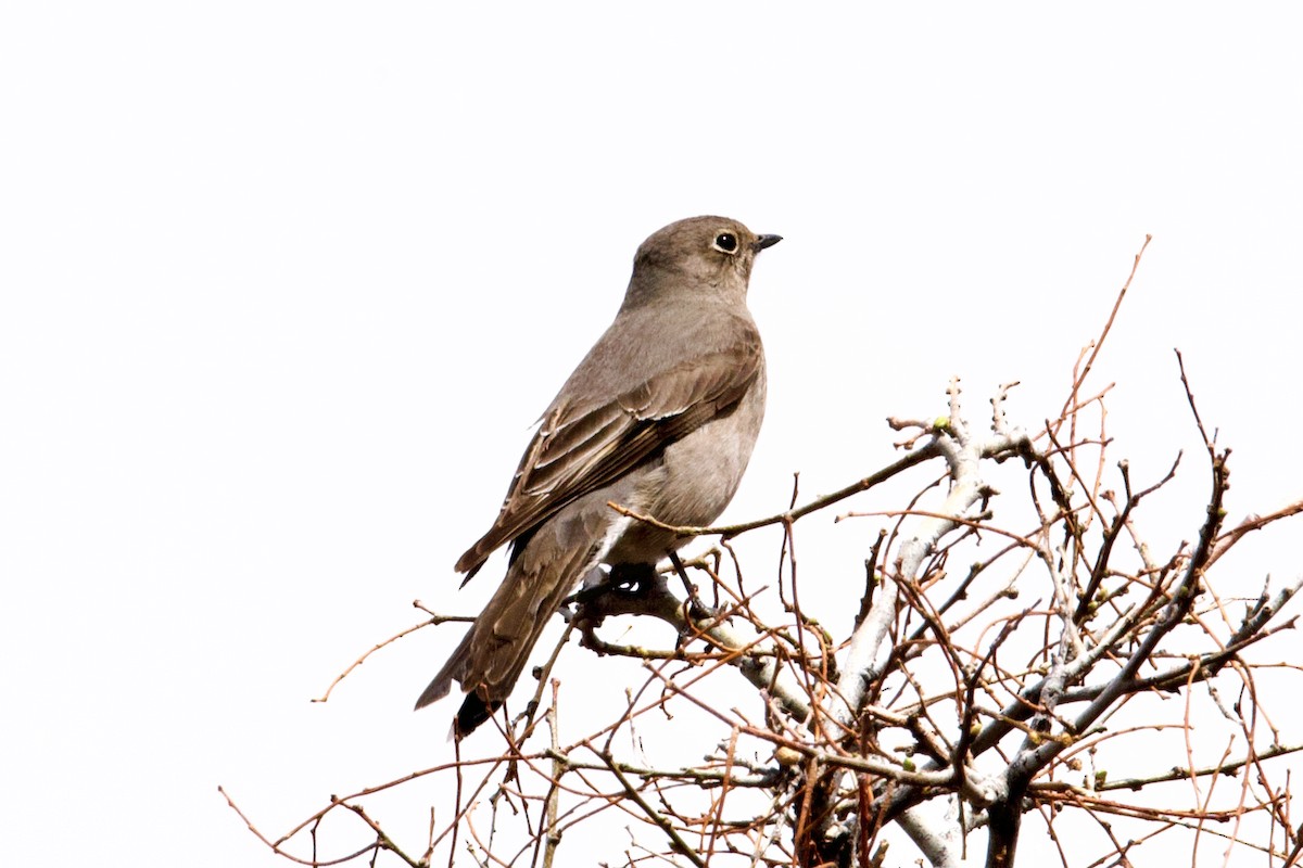 Townsend's Solitaire - ML326906921