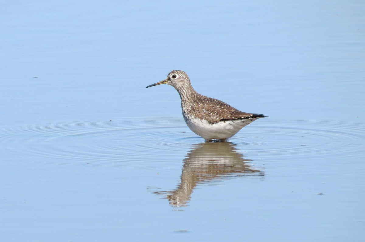 Solitary Sandpiper - ML326907391