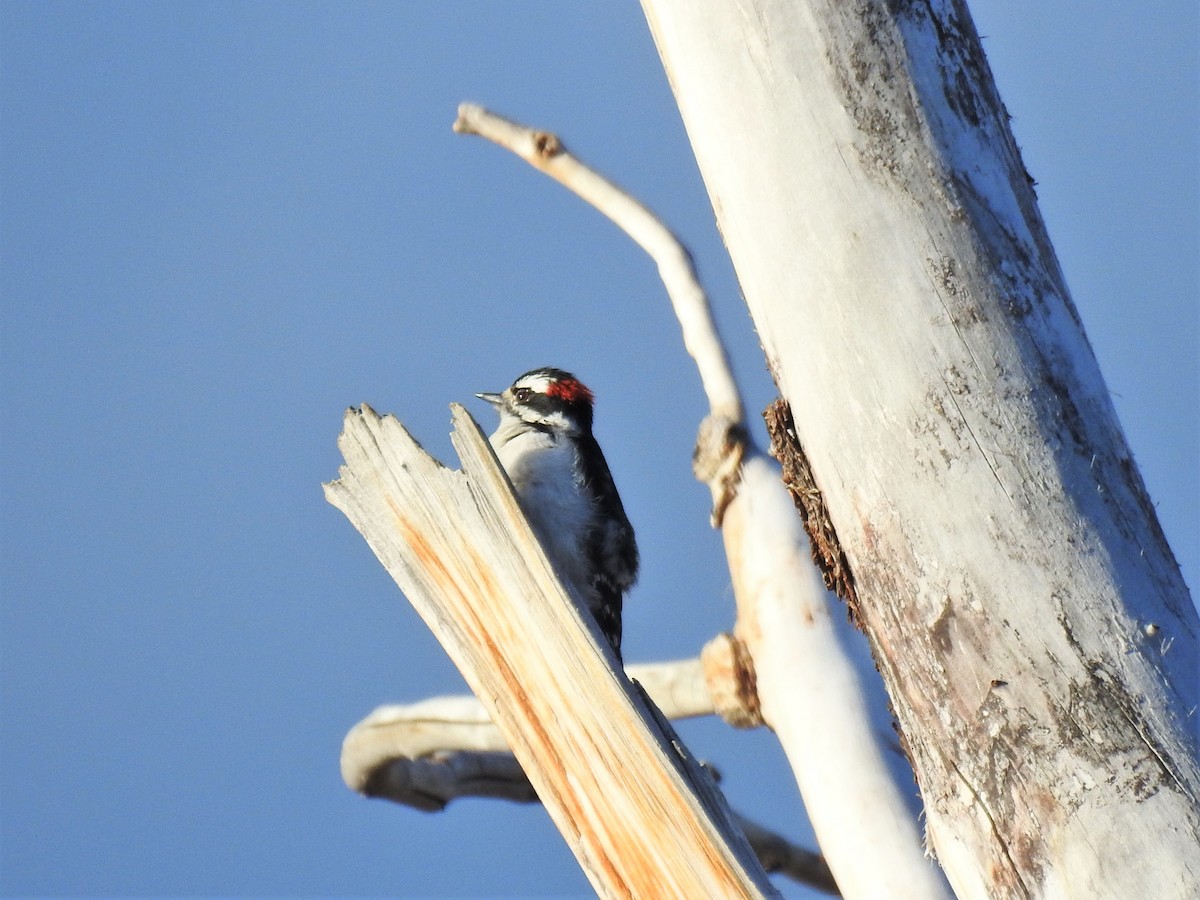 Downy Woodpecker - ML326907571