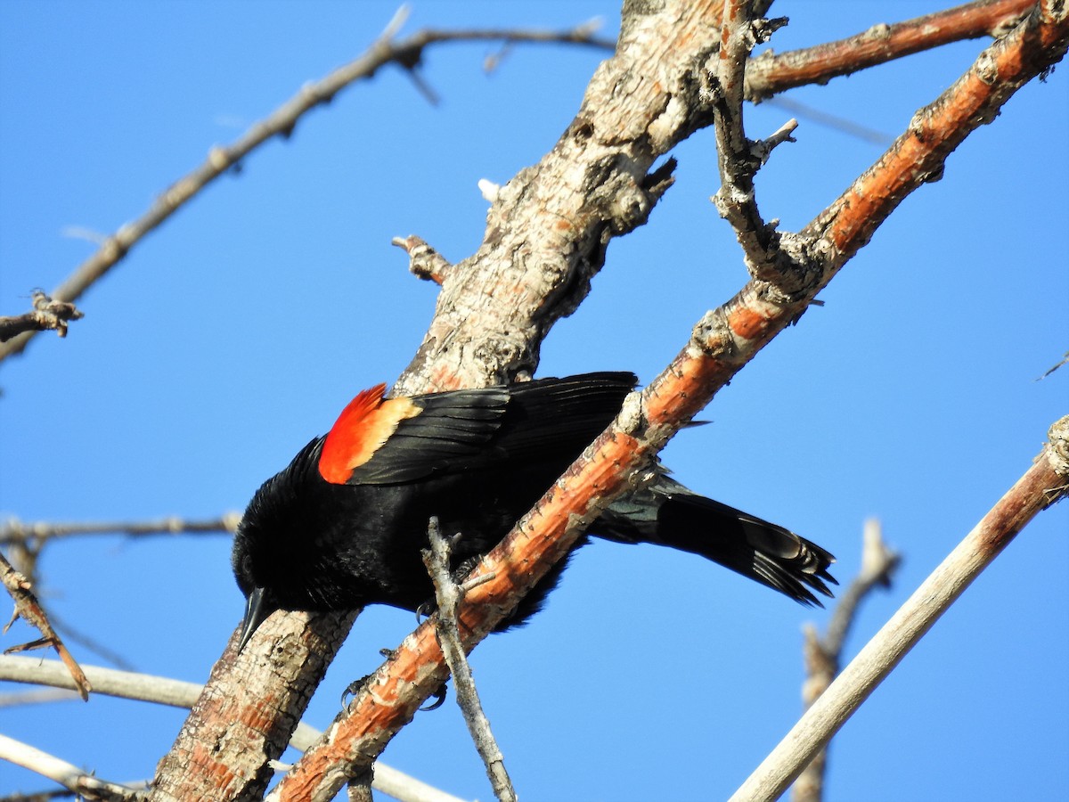 Red-winged Blackbird - Sharon Dewart-Hansen