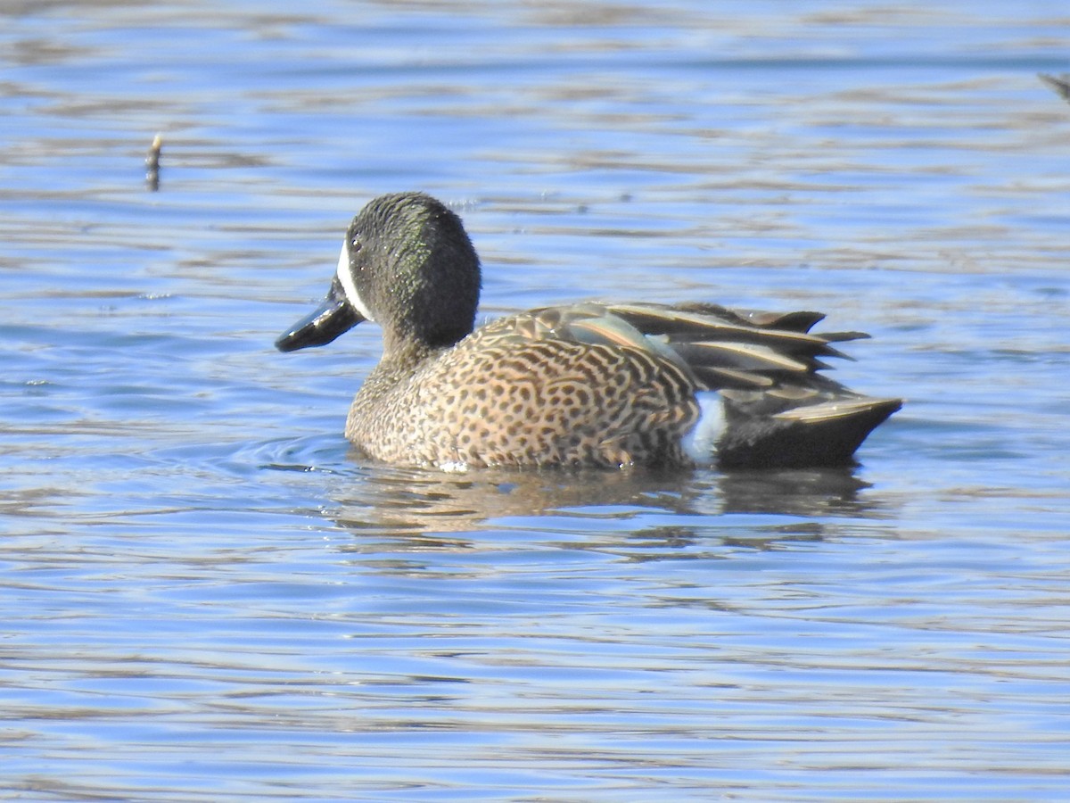 Blue-winged Teal - ML326908231