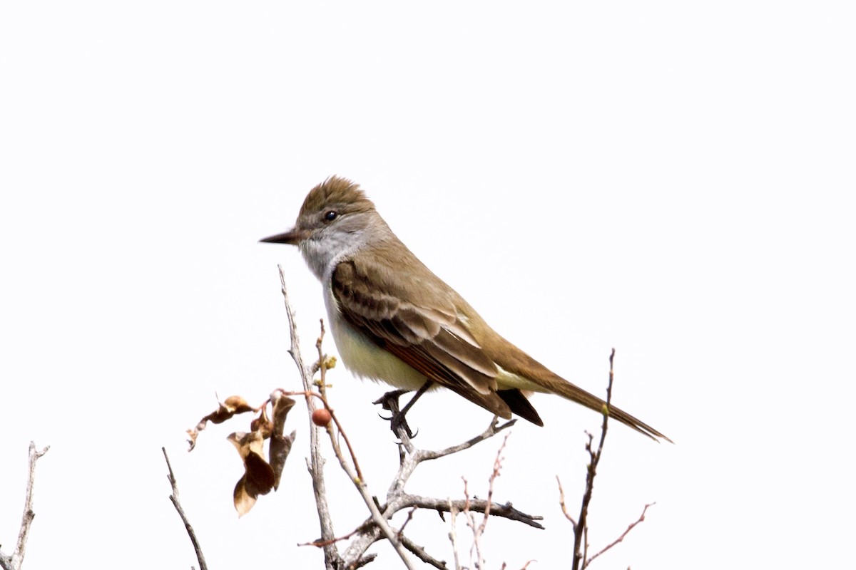 Ash-throated Flycatcher - ML326909521