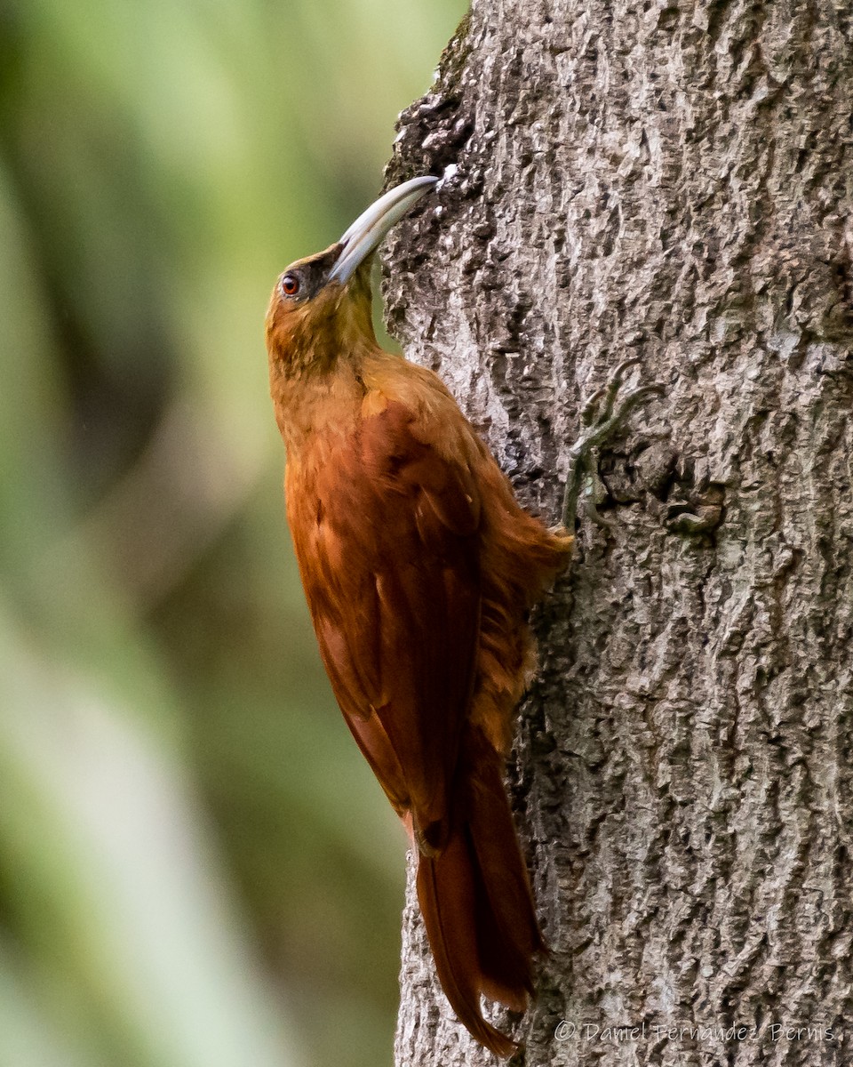 Great Rufous Woodcreeper - ML326909821