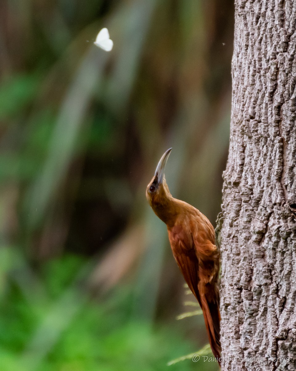 Great Rufous Woodcreeper - ML326909851