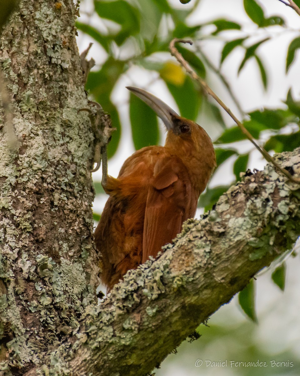 Great Rufous Woodcreeper - ML326909901