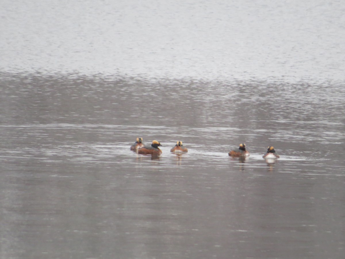 Horned Grebe - ML326910611