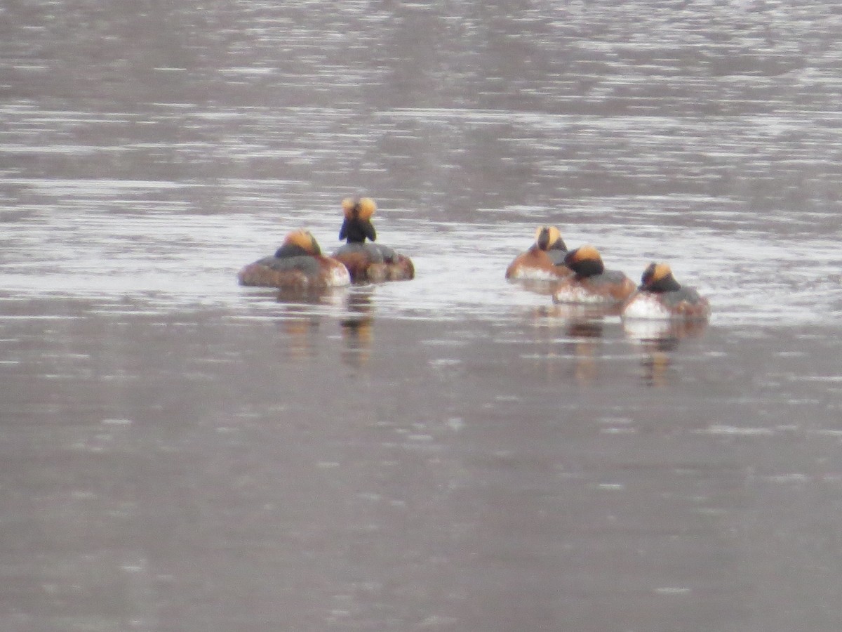 Horned Grebe - ML326910651