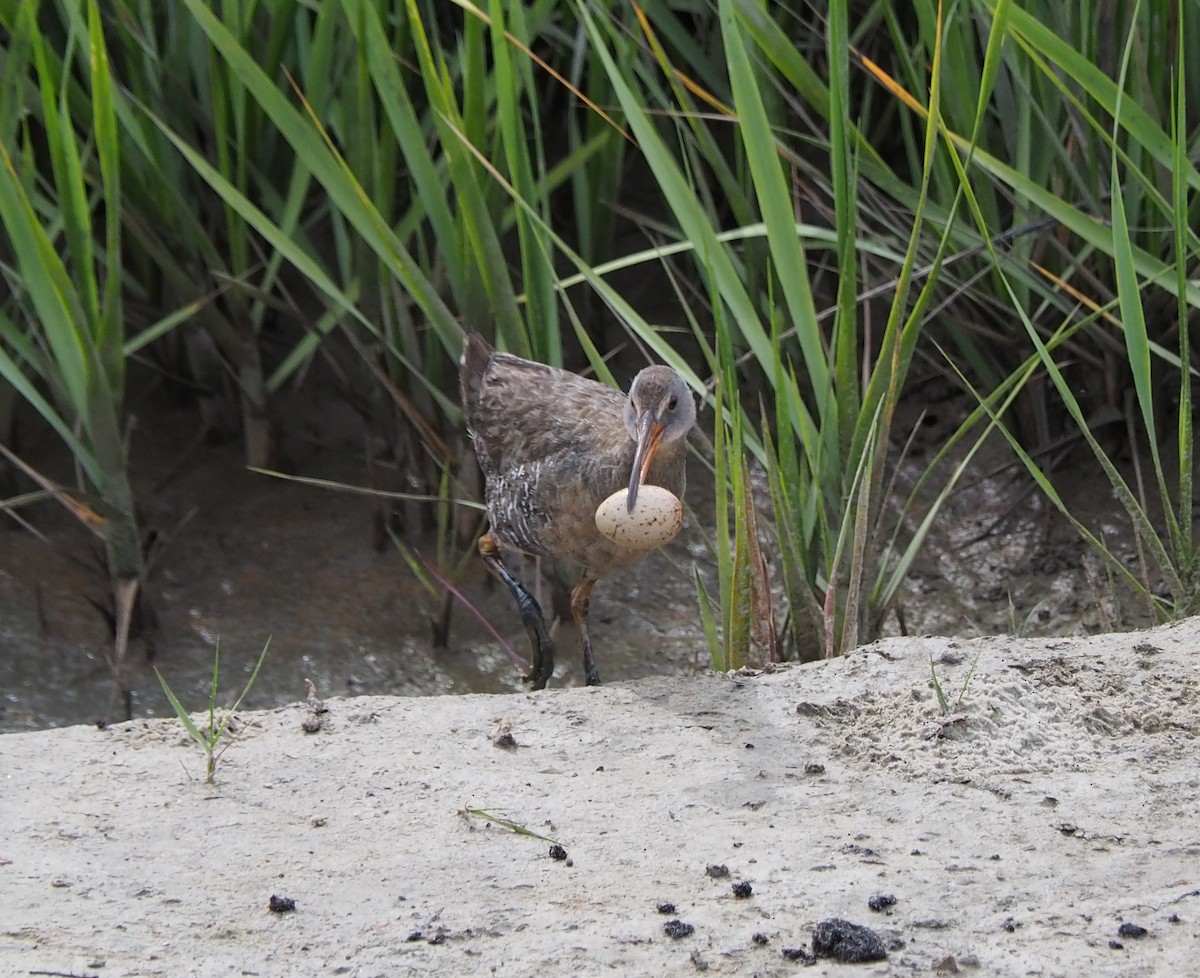 Clapper Rail - ML326913751