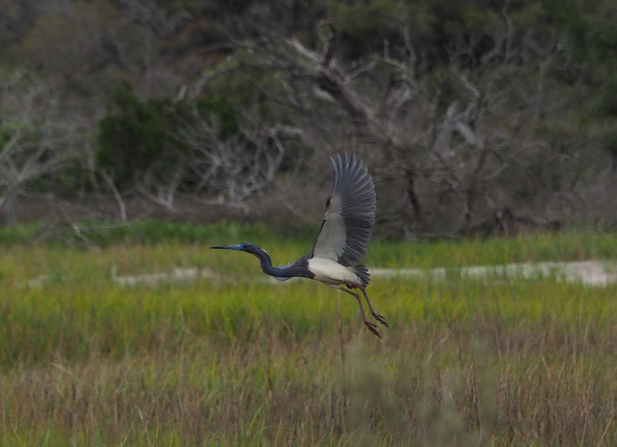 Tricolored Heron - ML326914521