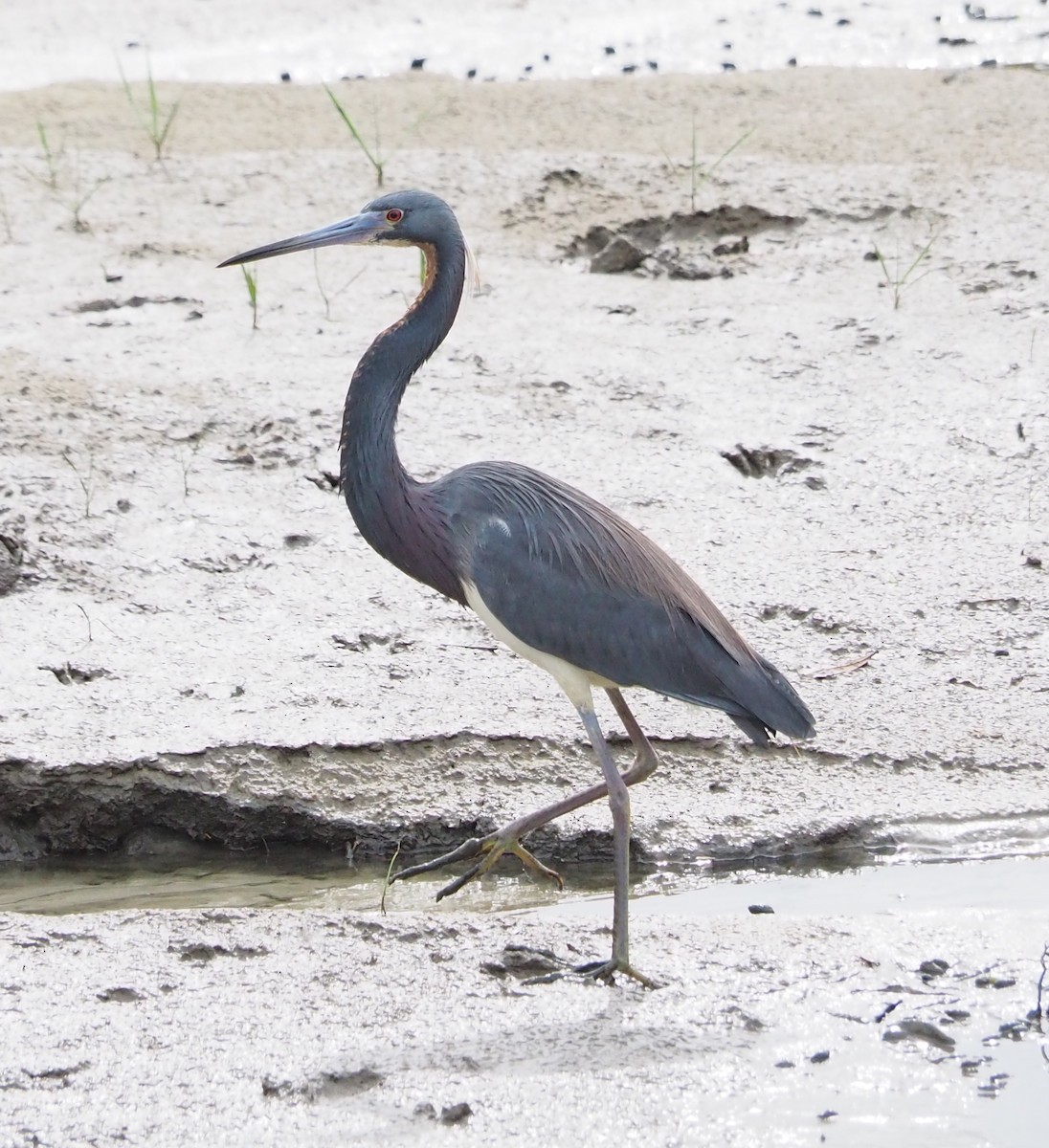 Tricolored Heron - ML326914601