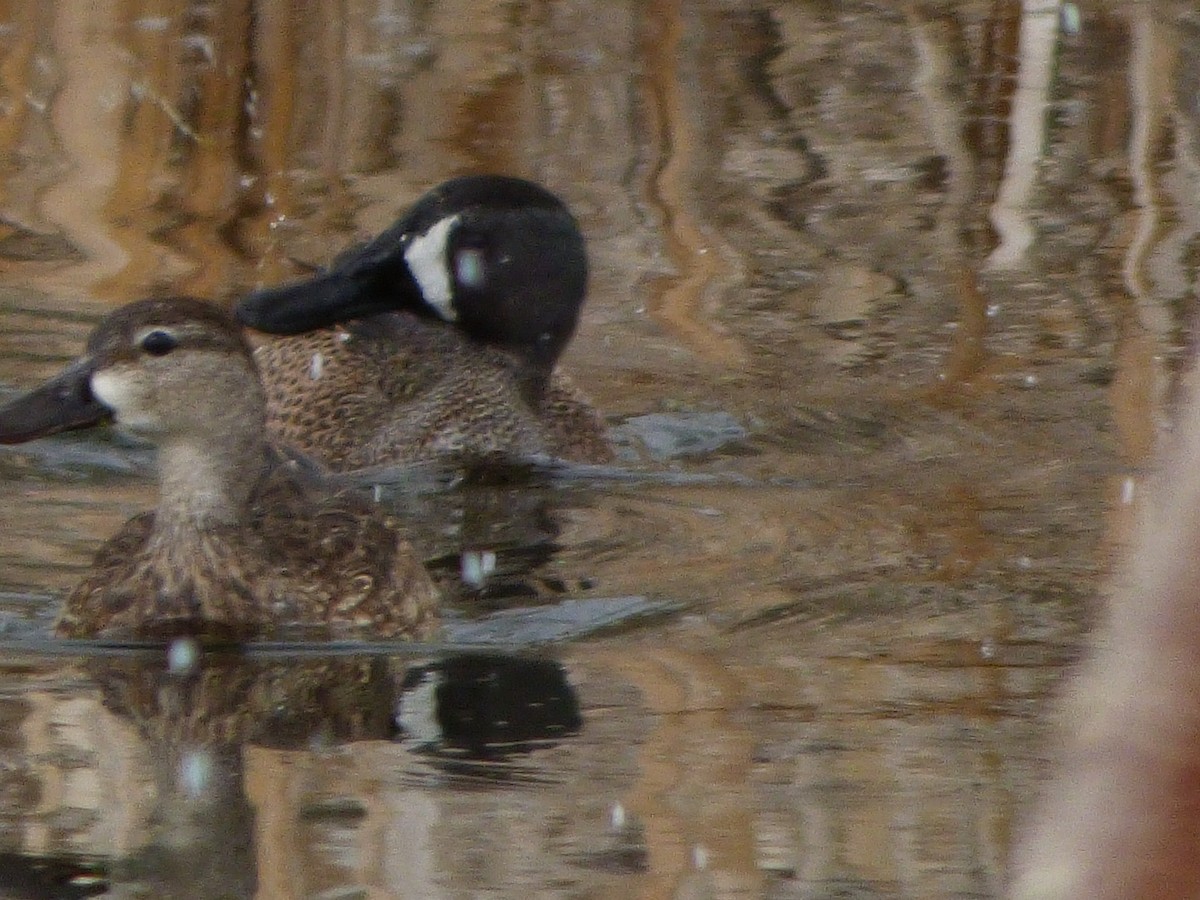 Blue-winged Teal - Terri Allender