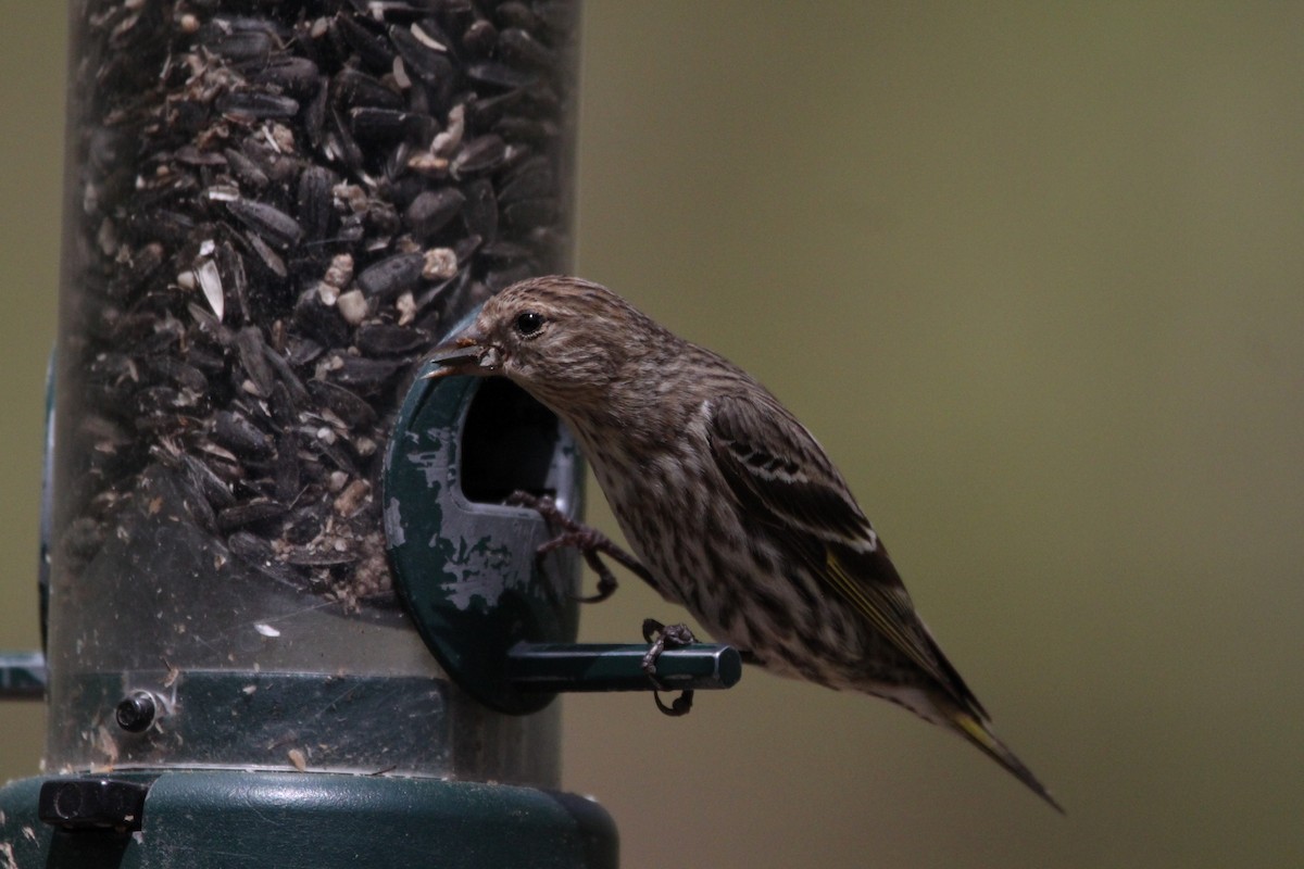 Pine Siskin - ML326915861