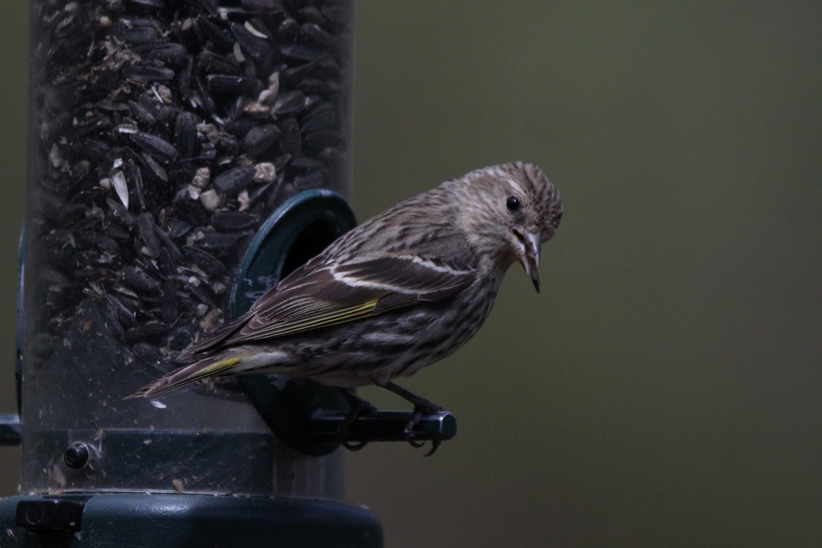 Pine Siskin - ML326915881
