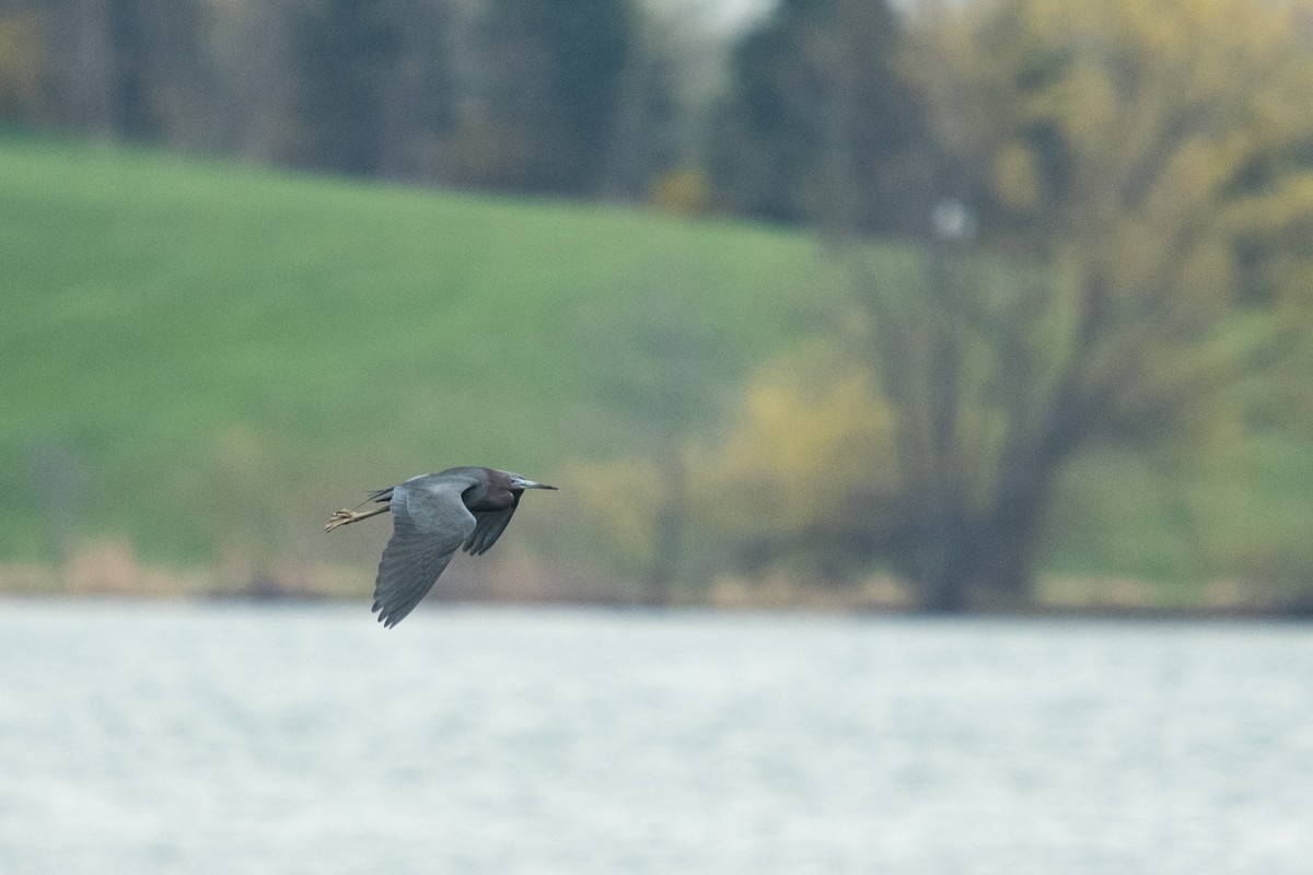 Little Blue Heron - Ryan Griffiths