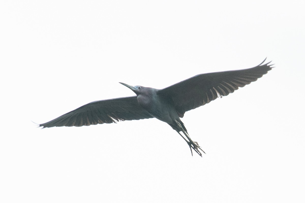 Little Blue Heron - Ryan Griffiths