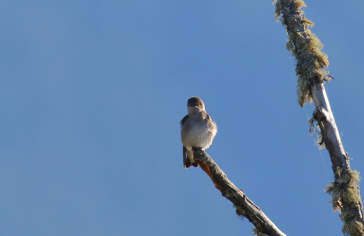 Golondrina Aserrada - ML326917581