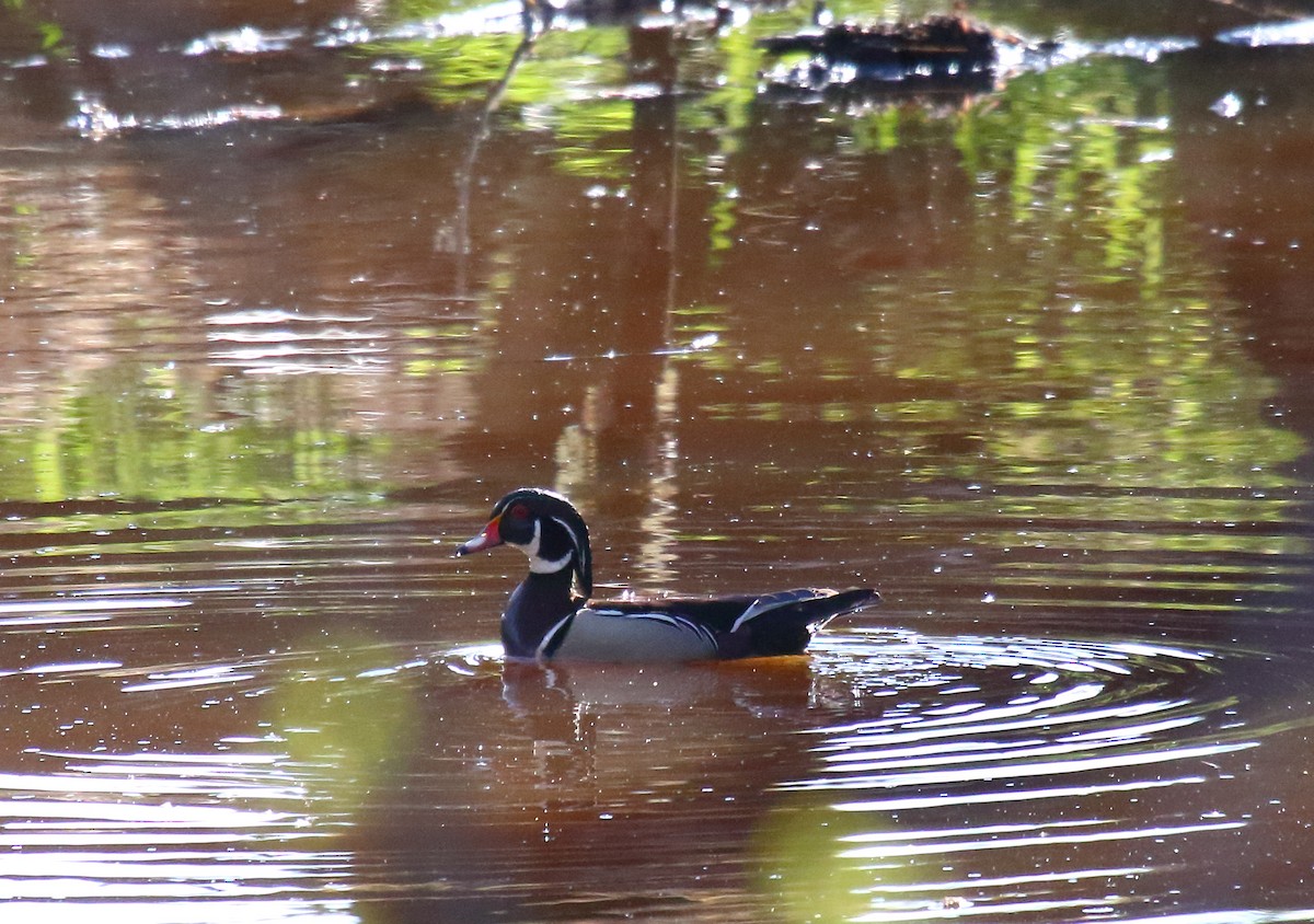 Wood Duck - ML326917821