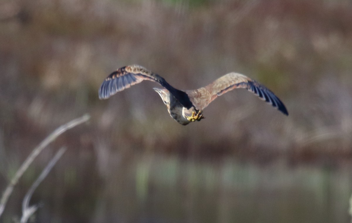 American Bittern - Greg Gillson