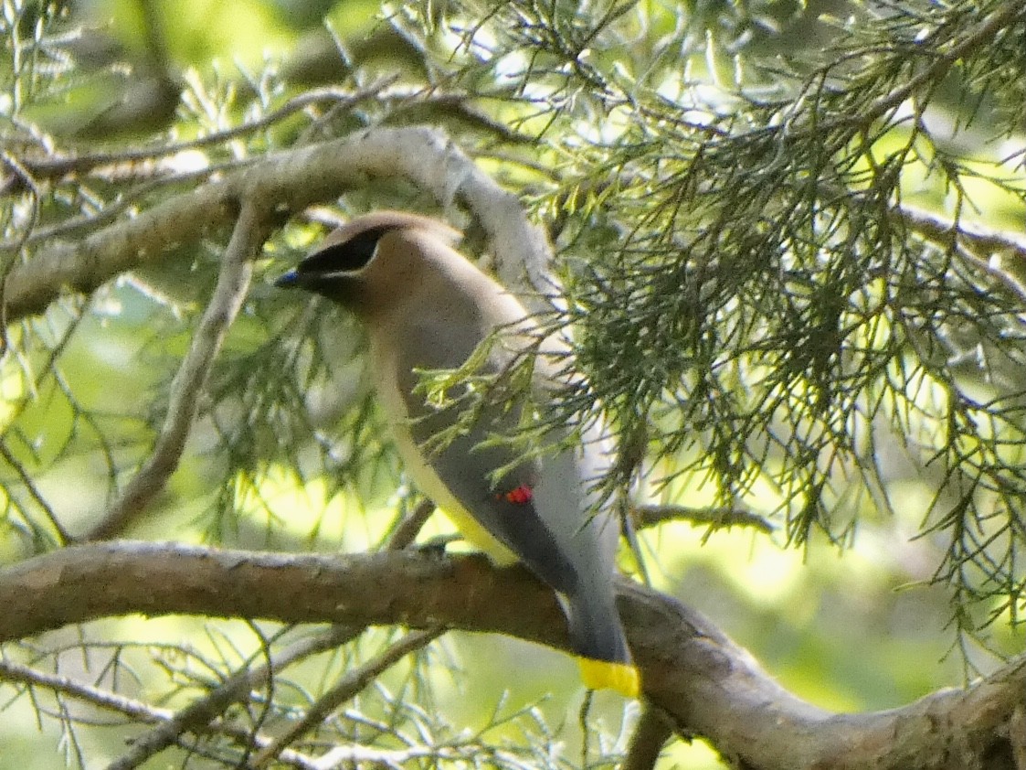 Cedar Waxwing - ML326919181