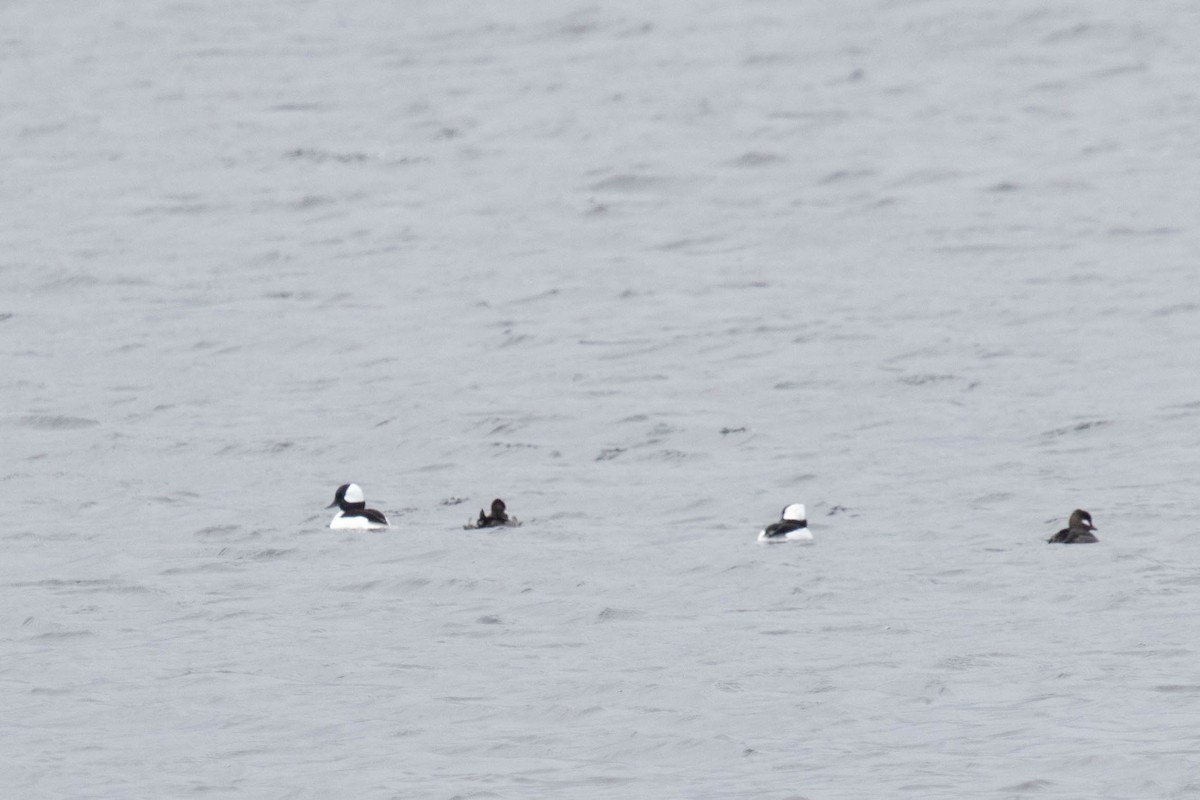 Bufflehead - ML326920311