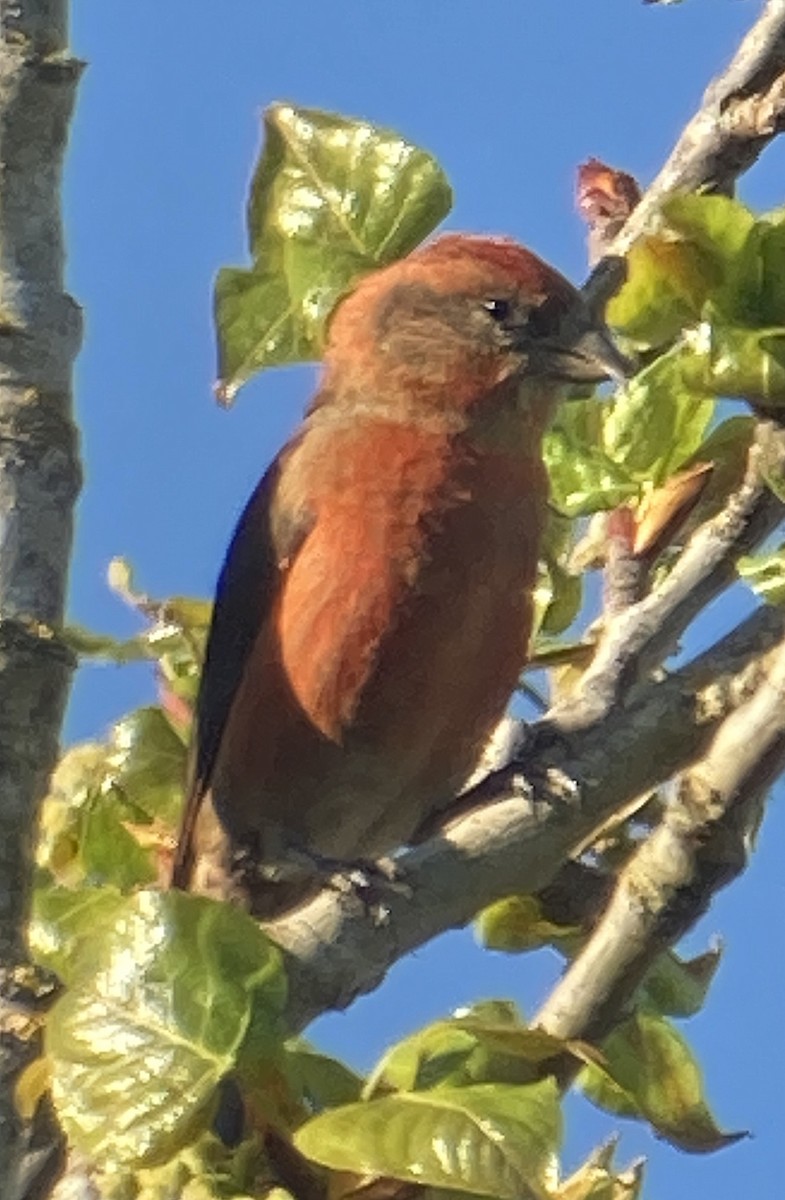 Red Crossbill - Stefan Schlick