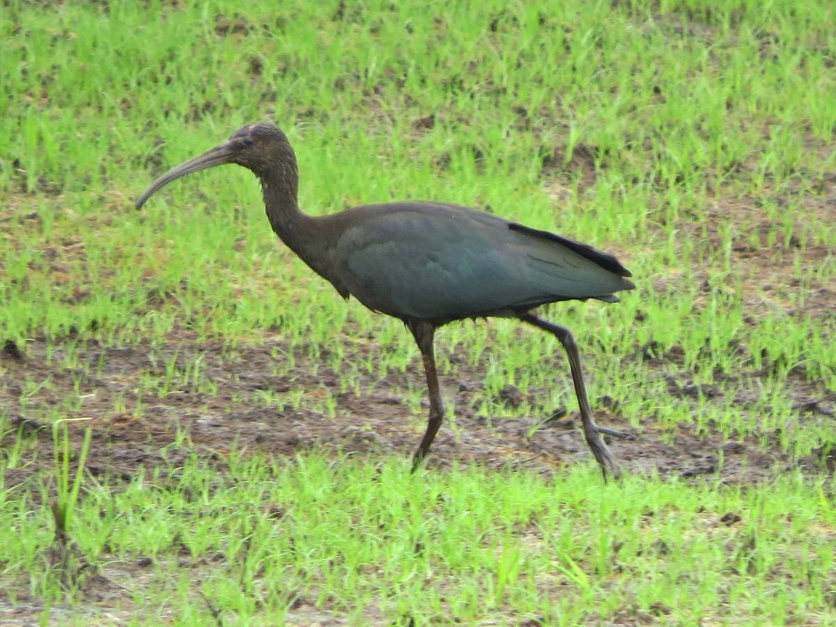 Glossy Ibis - Terry Lodge