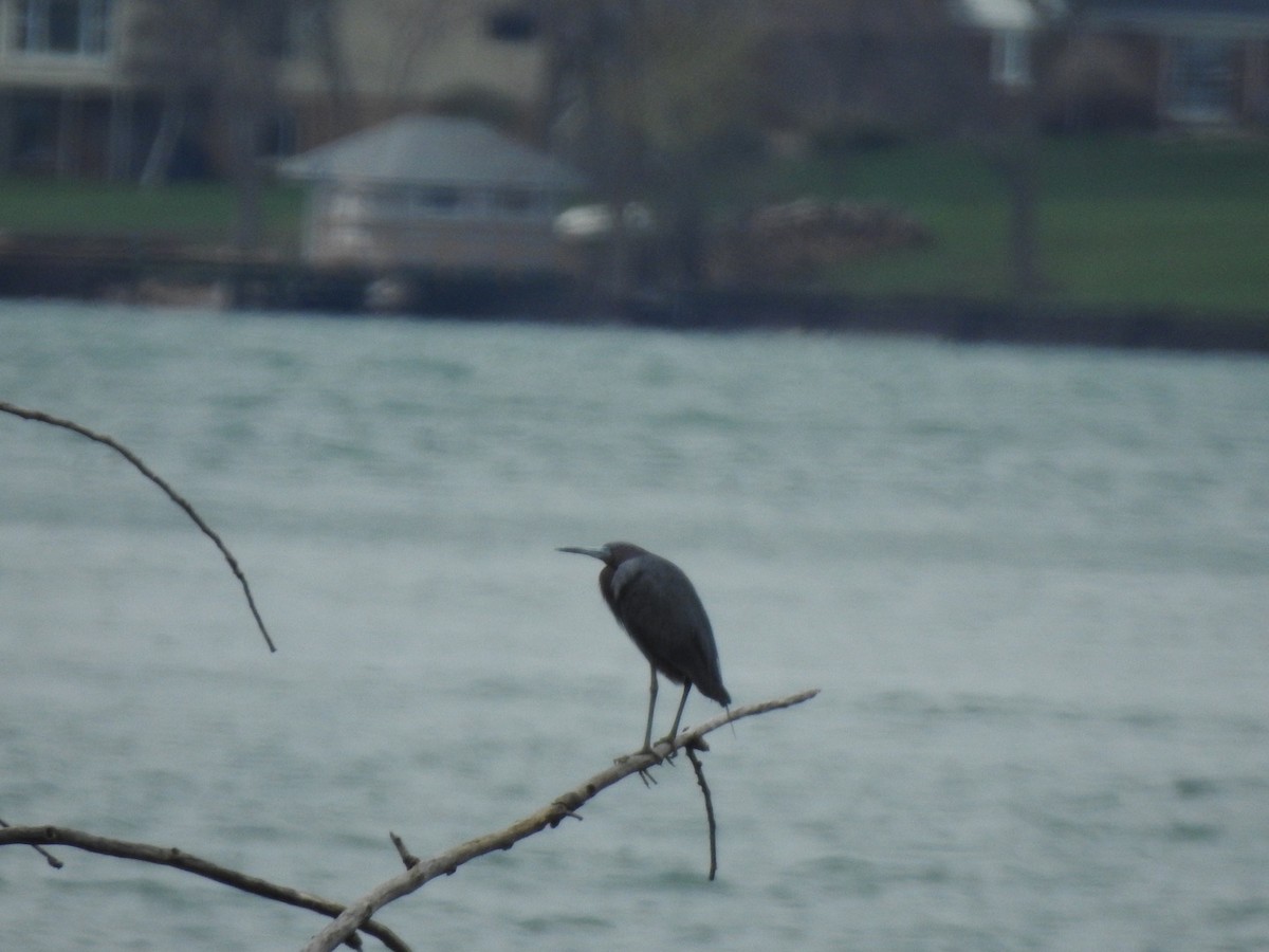 Little Blue Heron - ML326923321