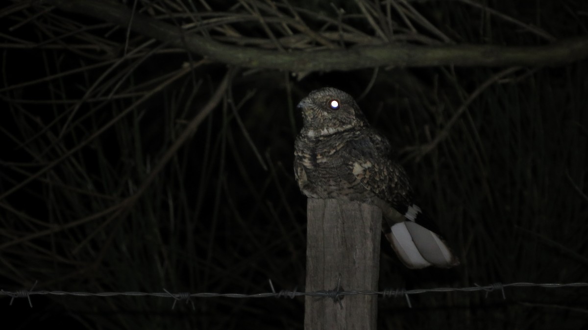 Band-winged Nightjar - ML326923381