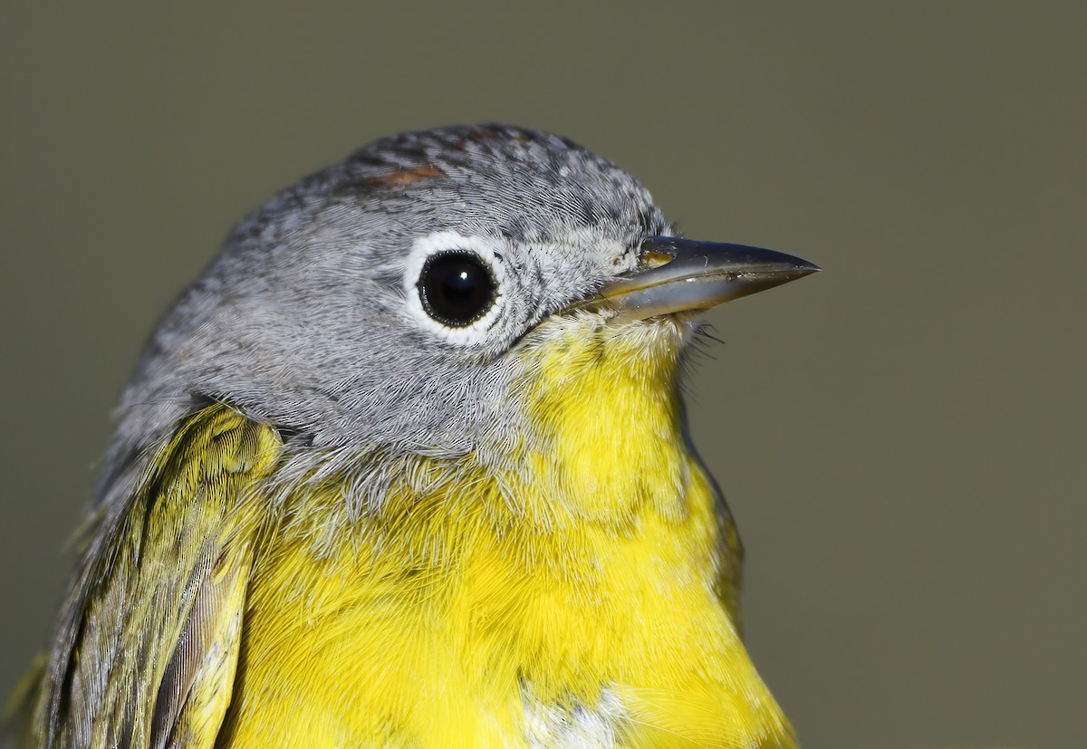 Nashville Warbler - ML326924171