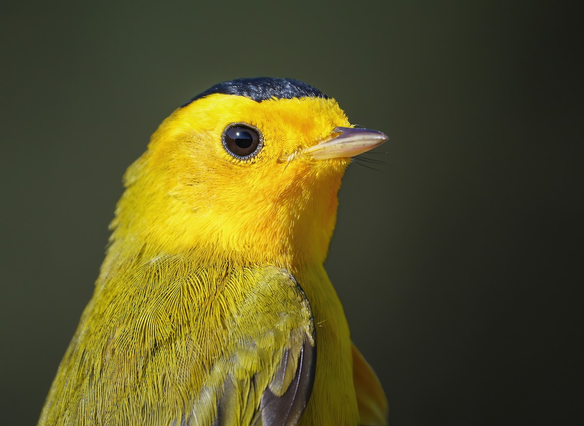 Wilson's Warbler - ML326924201