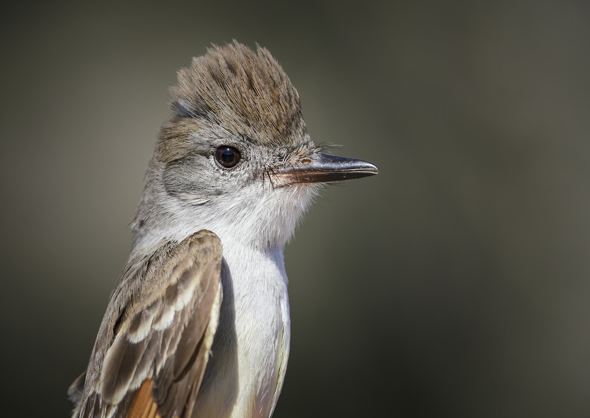 Ash-throated Flycatcher - ML326924451