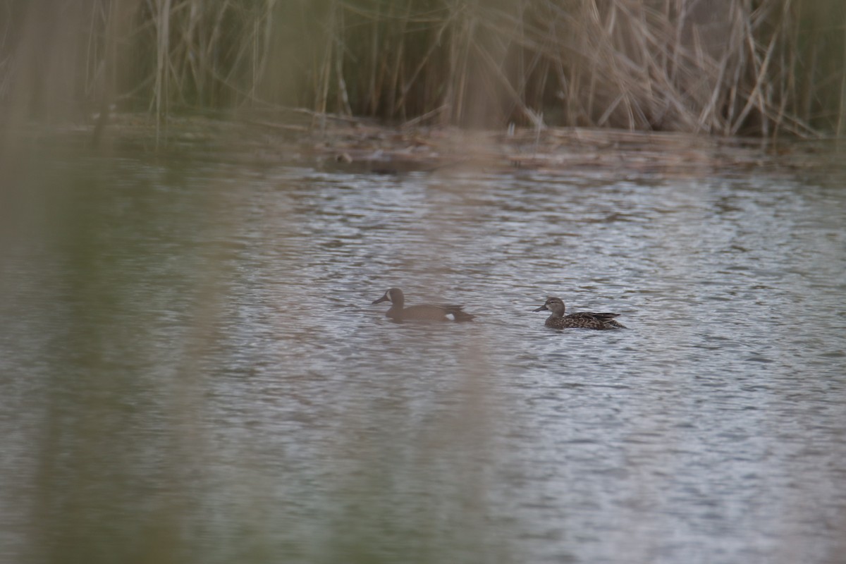 Blue-winged Teal - ML326926241