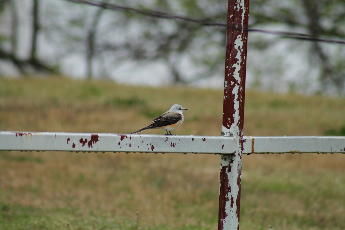Scissor-tailed Flycatcher - ML326927841