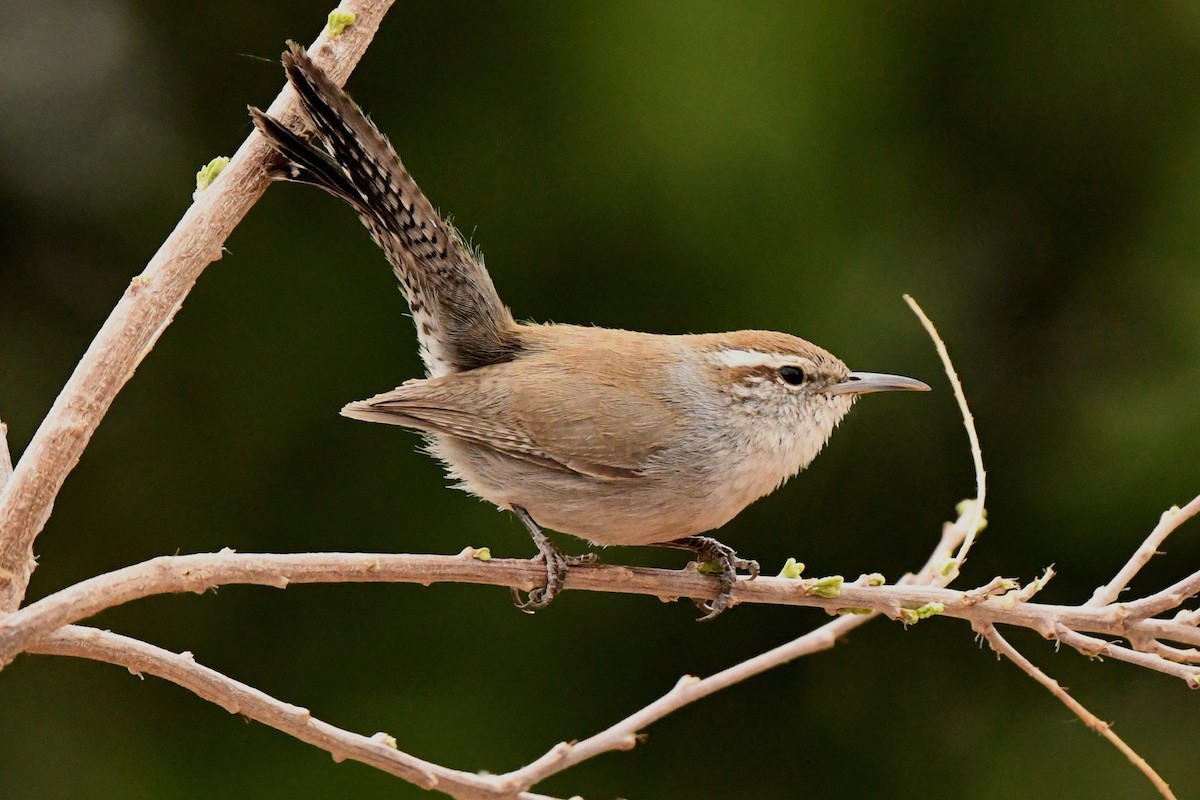 Bewick's Wren - Tony Battiste