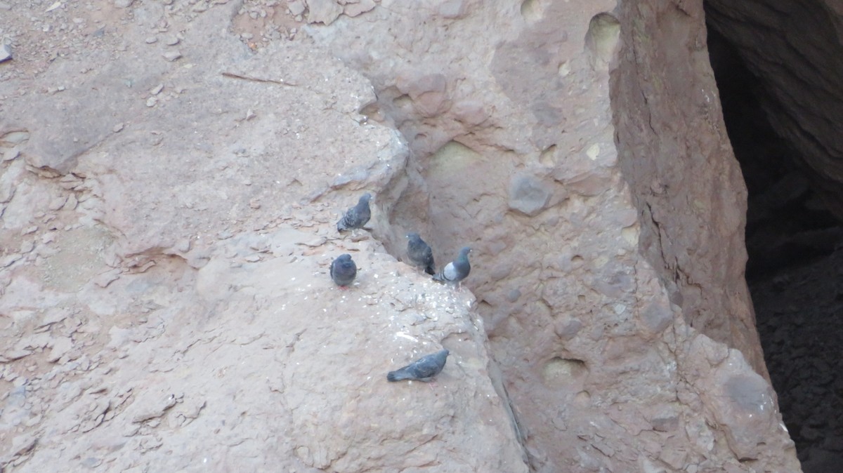 Rock Pigeon (Feral Pigeon) - ML326929161