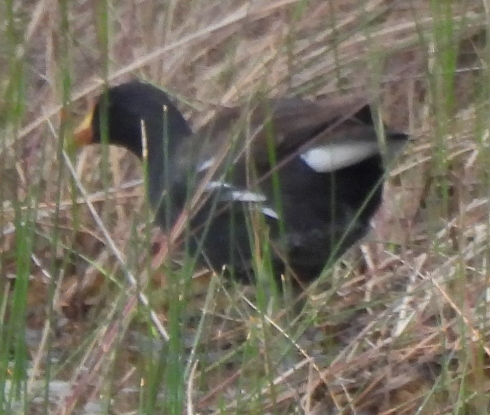 Common Gallinule - ML326930021