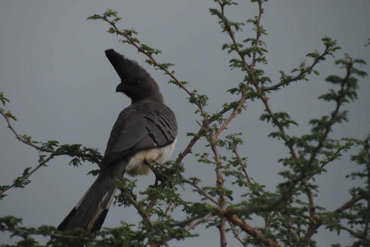 White-bellied Go-away-bird - ML326931451