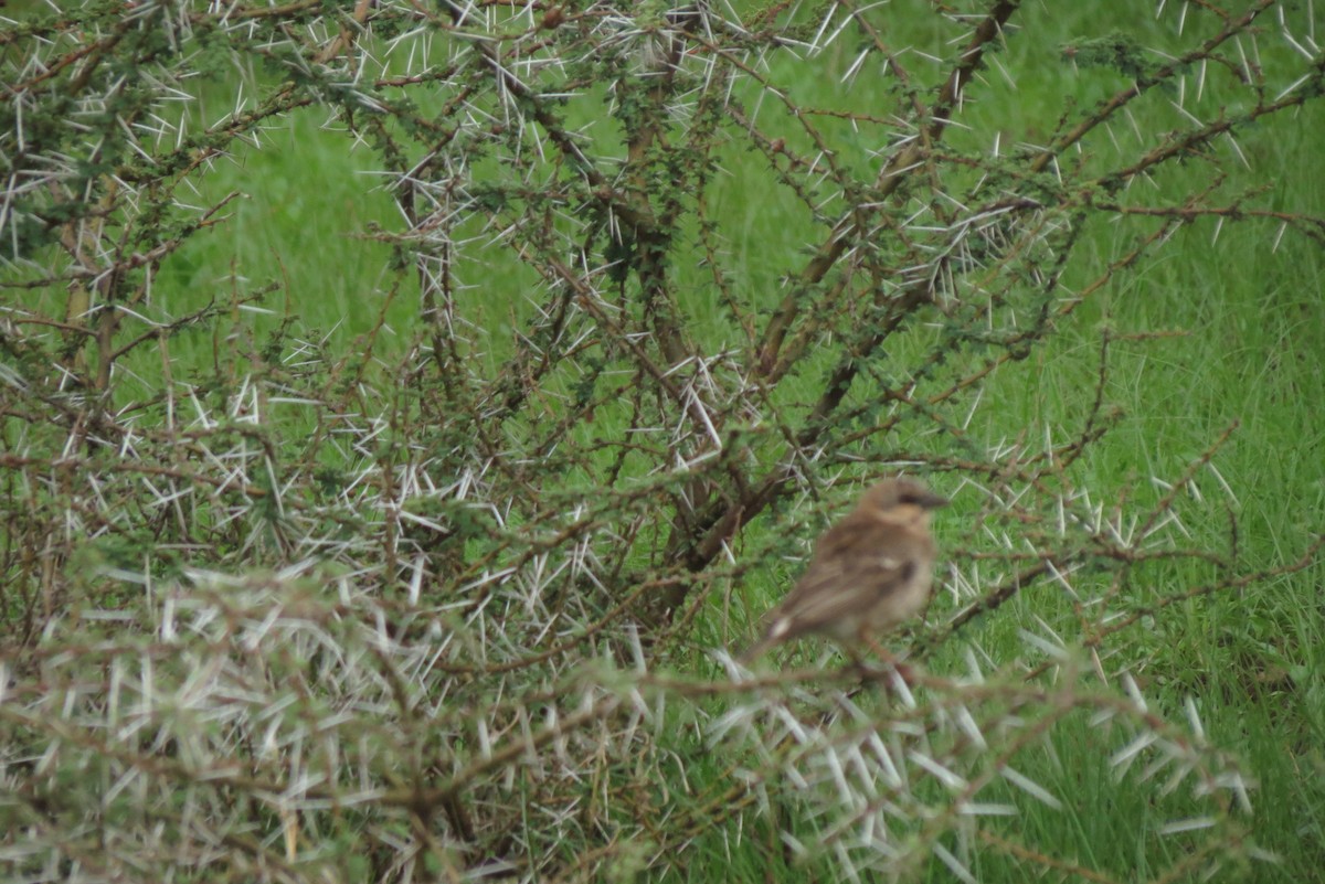 Donaldson Smith's Sparrow-Weaver - Filipe Canário