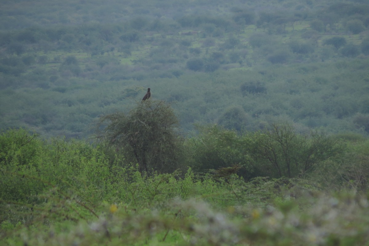 Brown Snake-Eagle - ML326932291